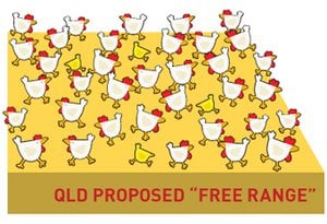 image of Save free-range in QLD!
